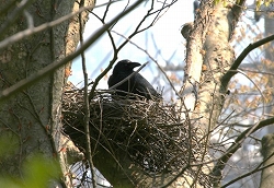 春の野鳥観察3