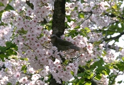 春の野鳥観察4