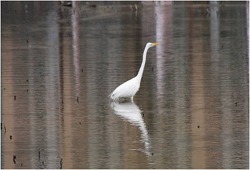 科学つめあわせ便①　春の野鳥観察2