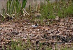 科学つめあわせ便①　春の野鳥観察3