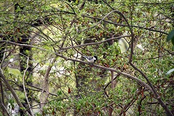 科学つめあわせ便①　春の野鳥観察2